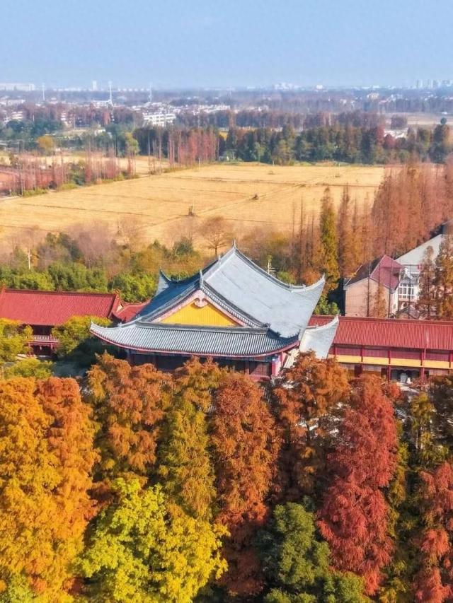 比青山湖人少，比湘湖低调，杭州东北藏着一条“银杏+水杉”组合路线！