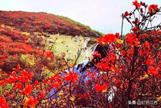 云上八卦脑 鹃红醉石城