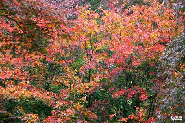 中山公园枫林涧：冬意渐浓，“枫”景上线！