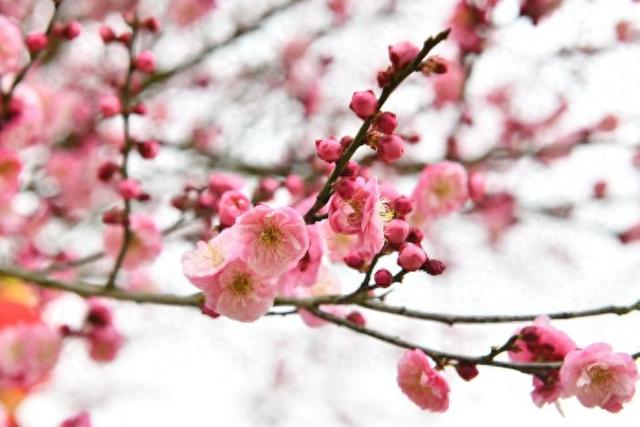 1月24日，贵州梅园正式开园！