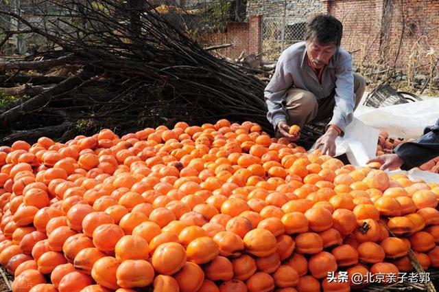 京郊自驾摘柿地图