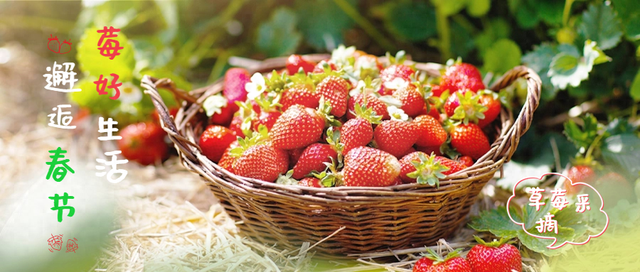 冬日甜蜜预警！永宁草莓采摘季来啦~