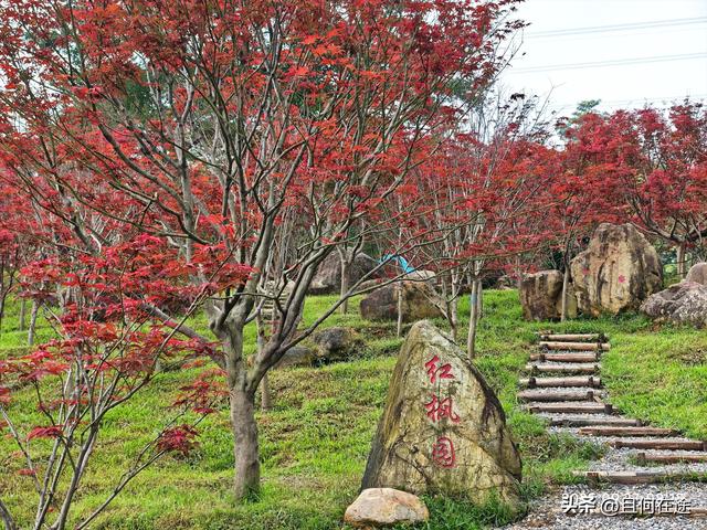 帽峰⼭:山顶有广州最古老岩石，这里红叶，为何在9月就如此红艳？