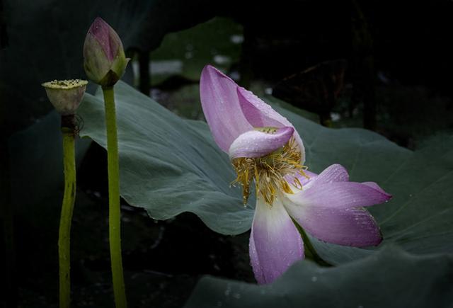 杭城九月赏花指南