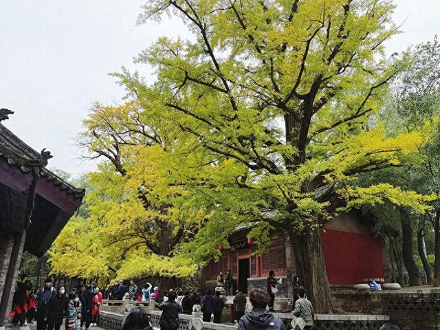 枝干相依五百年 晋祠连理银杏树再披“黄金装”