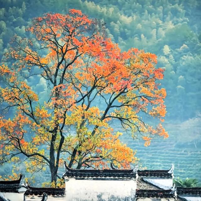 皖南秋游指南：11-12月邂逅人少景美的诗意秘境，尝遍徽州美食。