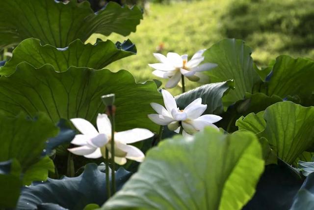 寻美薛城丨快来打卡！锦阳河里的白莲花开了，不妨停下来欣赏感受一下那份纯净与美好！