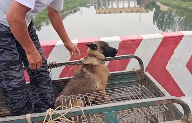 马犬多少钱一只幼犬？（360块）