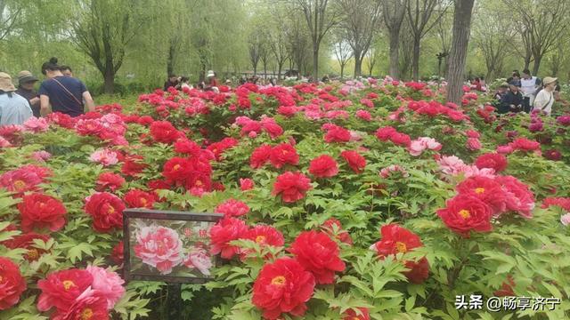 济宁人看牡丹别再只认菏泽！济宁千亩牡丹秘境，以前真被低估了！