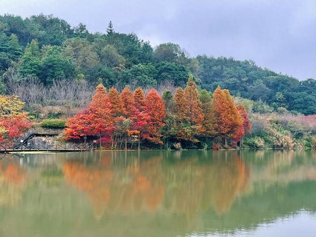 福州鼓岭银杏季｜一年只美15天，这份「扫黄」攻略快收好！