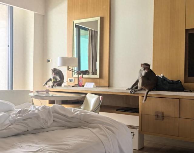 三亚一酒店回应三只猕猴闯入客房：来自鹿回头风景区，避免正面接触