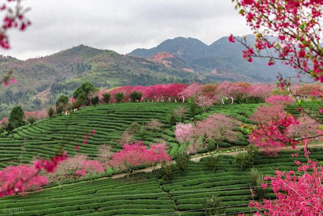 春季8个顶级赏樱地，3月盛花期，快去解锁春日花海