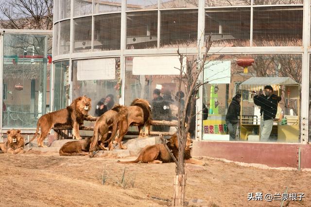国宝百日庆·萌兽迎新年 兰州野生动物园邀您共赴自然之约