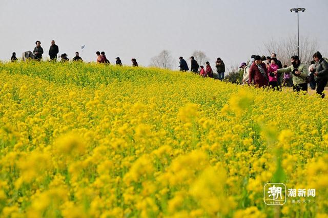 冬日“春景” 义乌油菜花绽放引客来