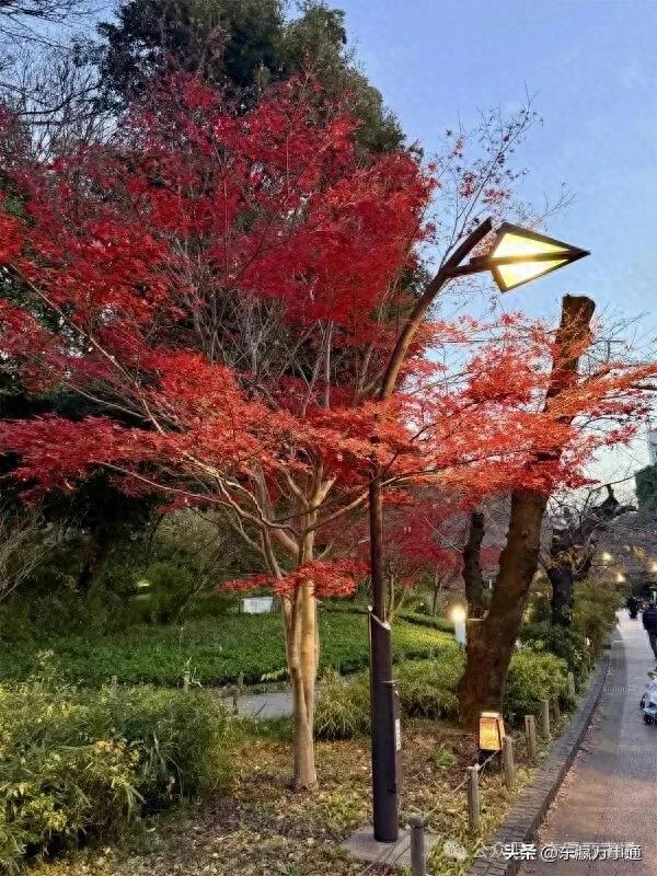 傅滔滔:今天,我走进了上野公园