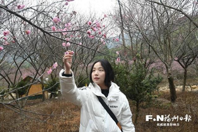 闽侯荆溪百余亩古梅绽放