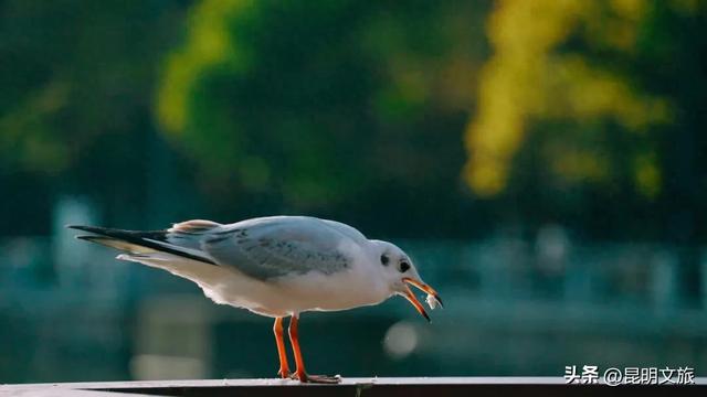 美疯了！昆明初冬限定，你一定不能错过这些小众出片打卡地！超详细攻略来了→
