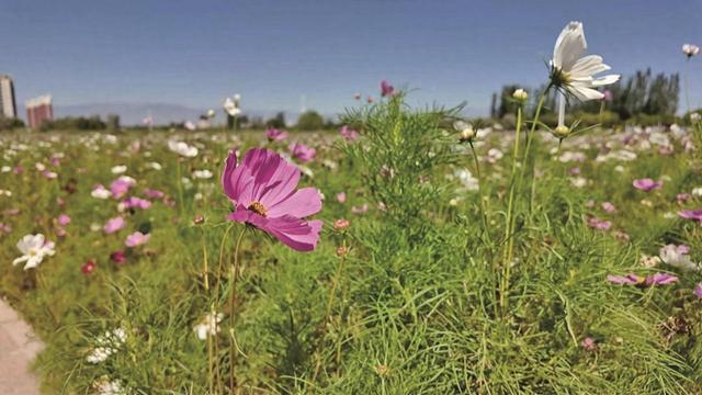 绚烂花海绘秋色 银川“菊波”醉晚风