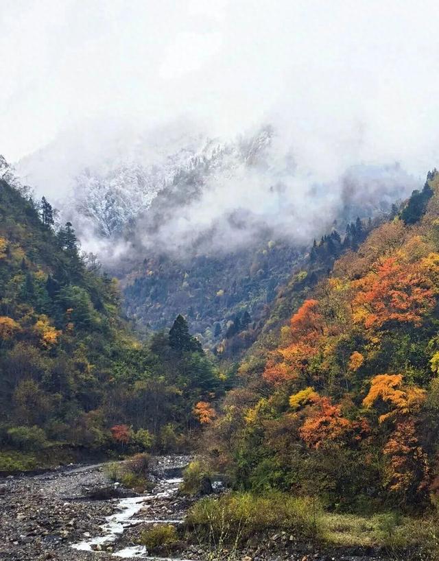 【美丽四川】平武沙棘沟行记：穿过五公里雨雪晴阴 收获“无执”的秋日‖柳红樱