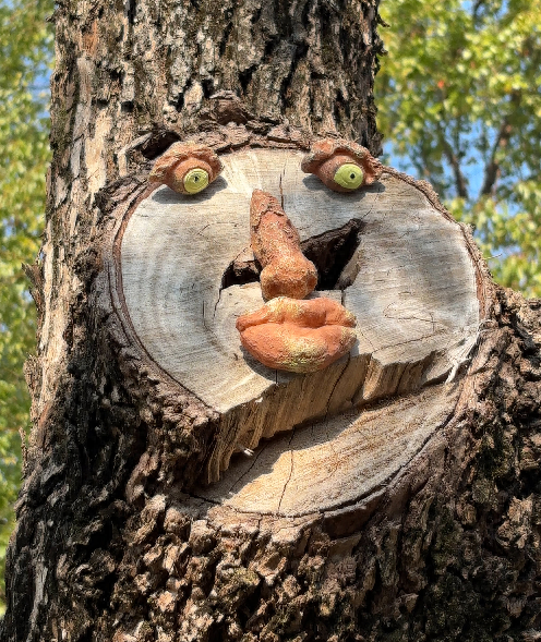 嘿，抬头！鸠江一公园，大树竟然长出“笑脸”了！