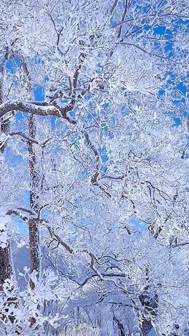 《东北这处，神仙秘境，雾凇美到室息，堪称冬天最值得的打卡地