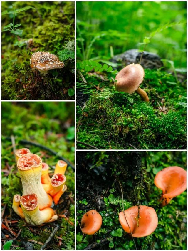 雨崩转山月：不负山河，奔赴所爱