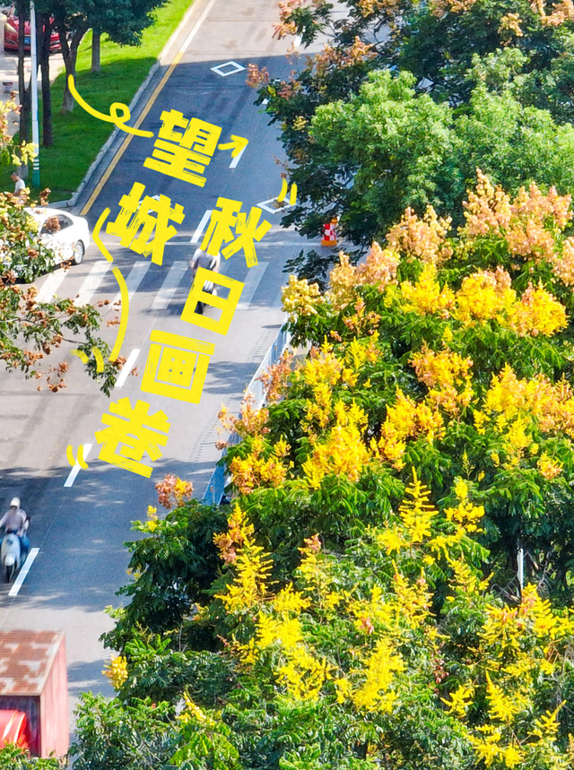 惊艳！望城的秋天，从这棵树开始——