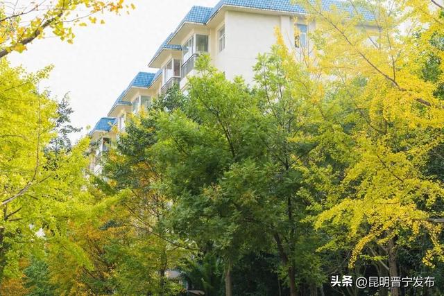 初冬，来晋宁邂逅一场金色的童话