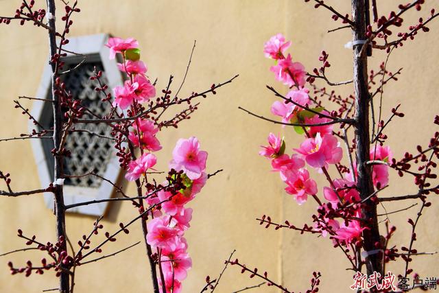 组图丨仲春风日暖 古巷意悠长