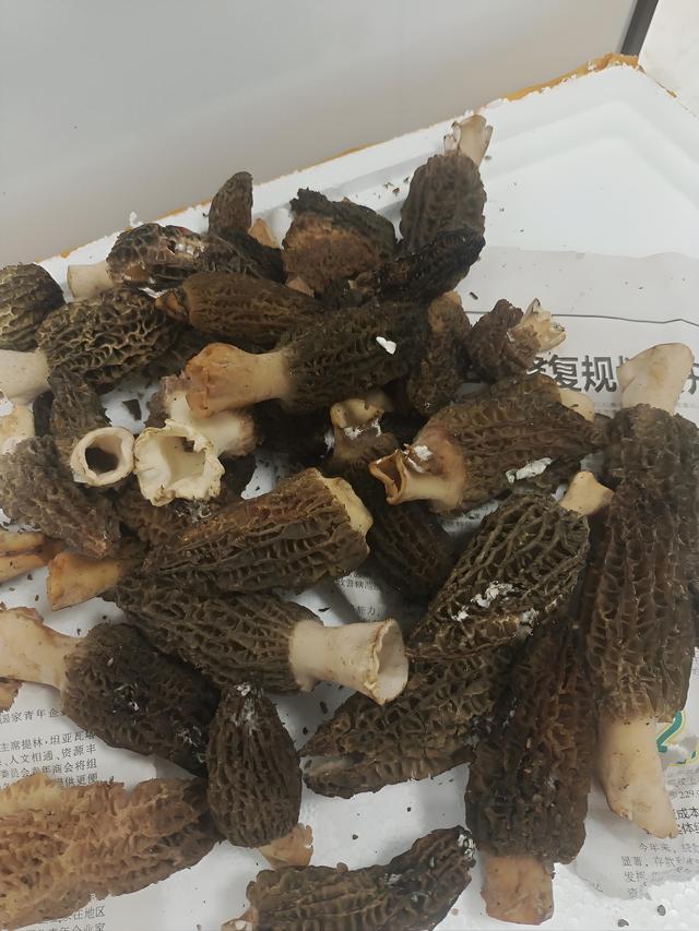 踏迹寻音：每年大理学生给我快递野生菌，原来和徐霞客大有关系