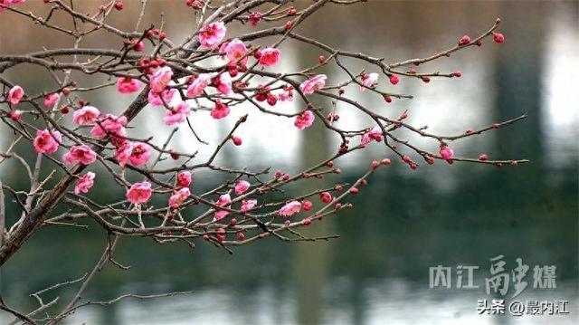 赶紧去！内江大自然湿地公园红梅进入最佳观赏期