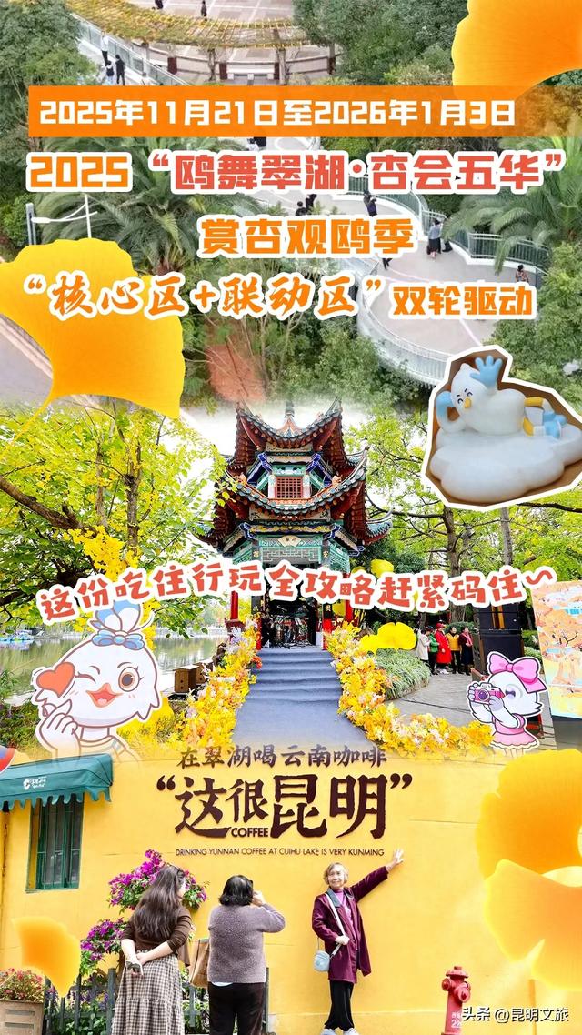 昆明五华赏杏观鸥全攻略！周五启幕！鸥舞翠湖+金黄杏叶，承包初冬浪漫