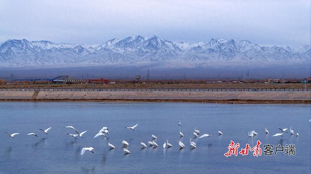 阿克塞：白鹭舞蹁跹 冬景入画来