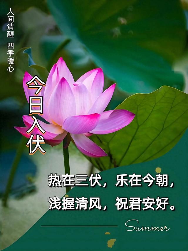 河南“烧烤模式”来袭：入伏之际的酷热考验与人文思考