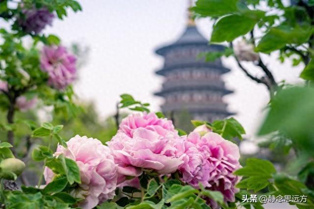 河南人去了菏泽和临沂，直言不讳：菏泽人和临沂人气质截然不同！