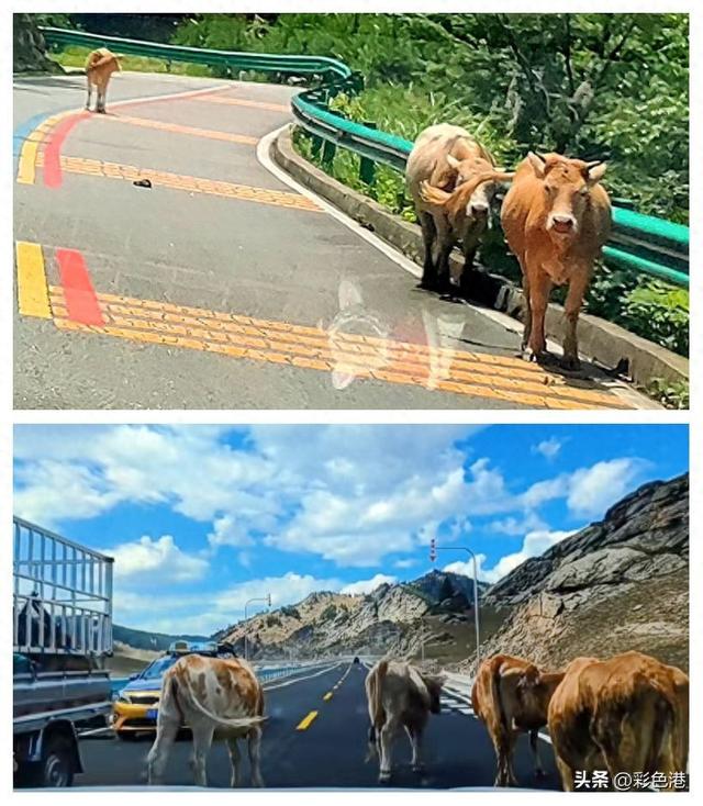 彩色旅图｜在红岭公路与黄牛一家子不期而遇，零星的牛粪点缀路面