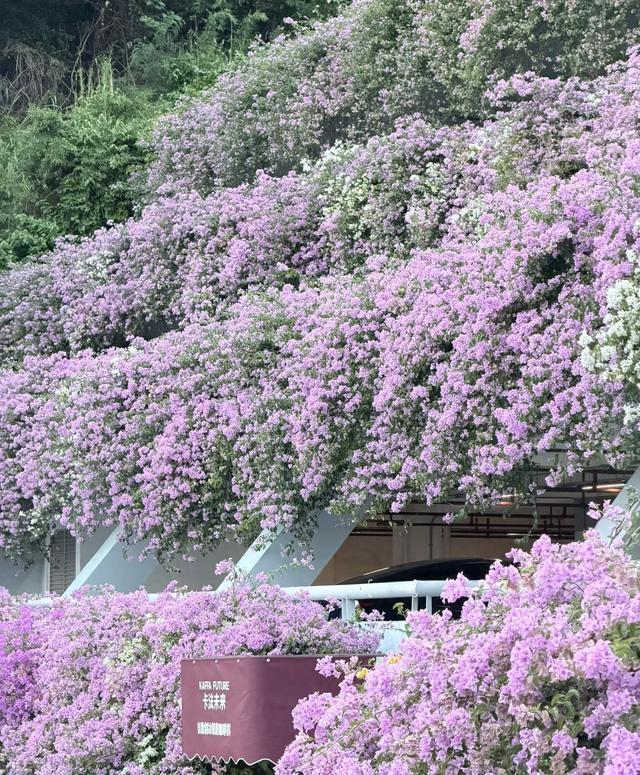发现深圳仙湖“三角梅瀑布”爆火，犹如人间仙境，太美太壮观了！