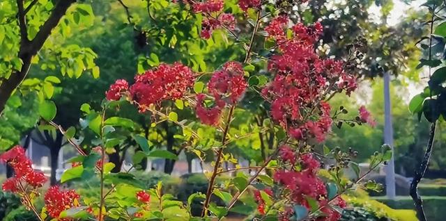 大美泌阳：梁河两岸 繁花盈岸