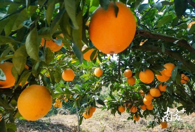 解锁冬日甜蜜！平远脐橙购买最全攻略来了