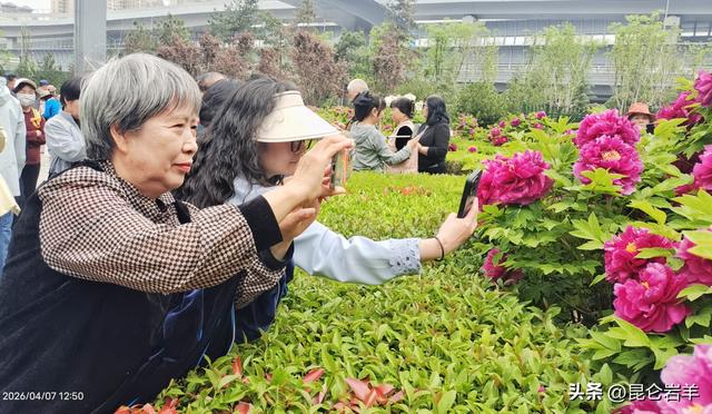 西安市金光门牡丹苑2万株牡丹花盛开市民游客爆棚争相赏花留影