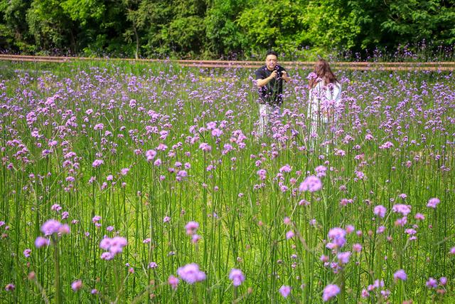 庐江：马鞭草花盛放，紫色浪漫“生金”