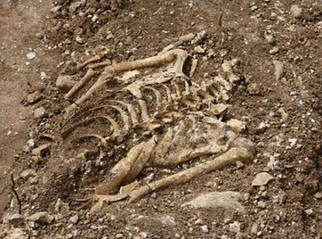 挖出了戴手铐的女遗骨，鉴定后确定，她便是中央苦苦寻找的人！