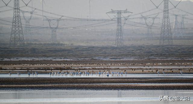 景泰盐沼湿地暮秋风景异