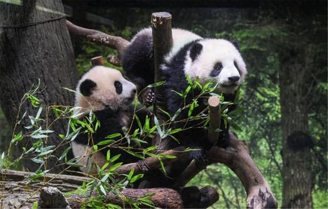 50年来头一回，中方误判日本？高市政府通知中国，大熊猫提前归国