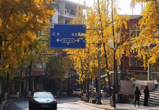 小径披金黄外衣，银杏叶片如金币，冬日里竟藏着流动画卷