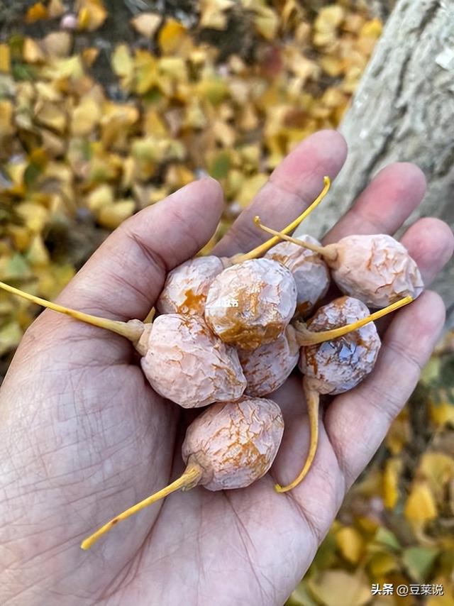 日本人靠它发财，美国人用它打仗，中国人却把它当毒药扔进垃圾桶