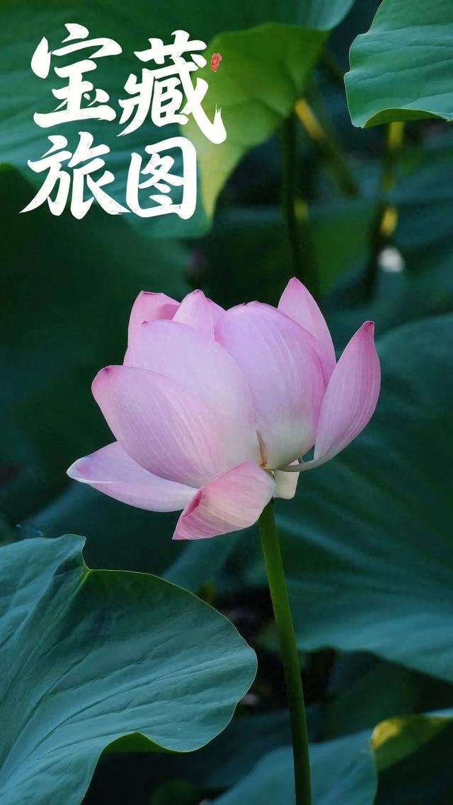 【宝藏旅“图”】集安，“荷”你相约