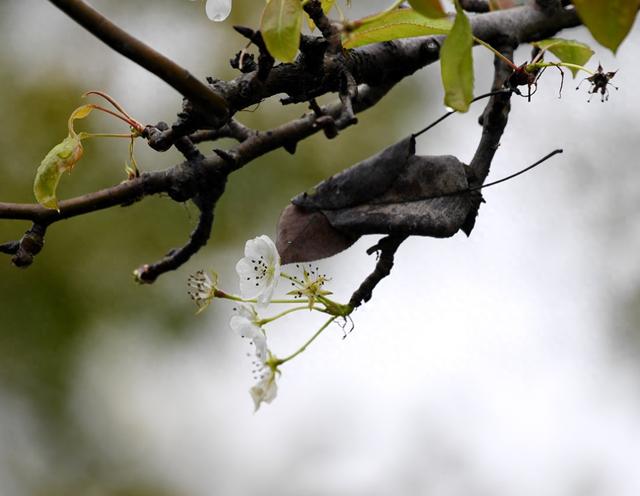 梨花又开放！错把晚秋当暮春，梨树花儿“想开就开”