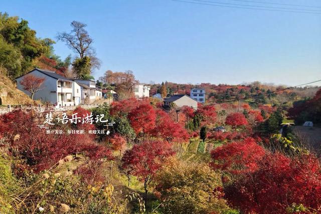 宁波这处秋色又到最美时刻，4条古道串联起近10个村庄，值得推荐