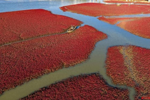 红海滩的“红”从何而来？